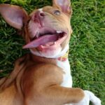 "Boek jullie cadeautje" of "Plan een privéles in".